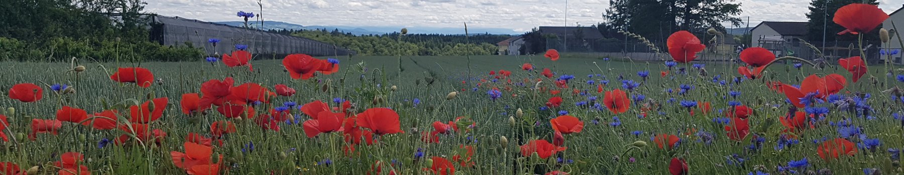 Blumen